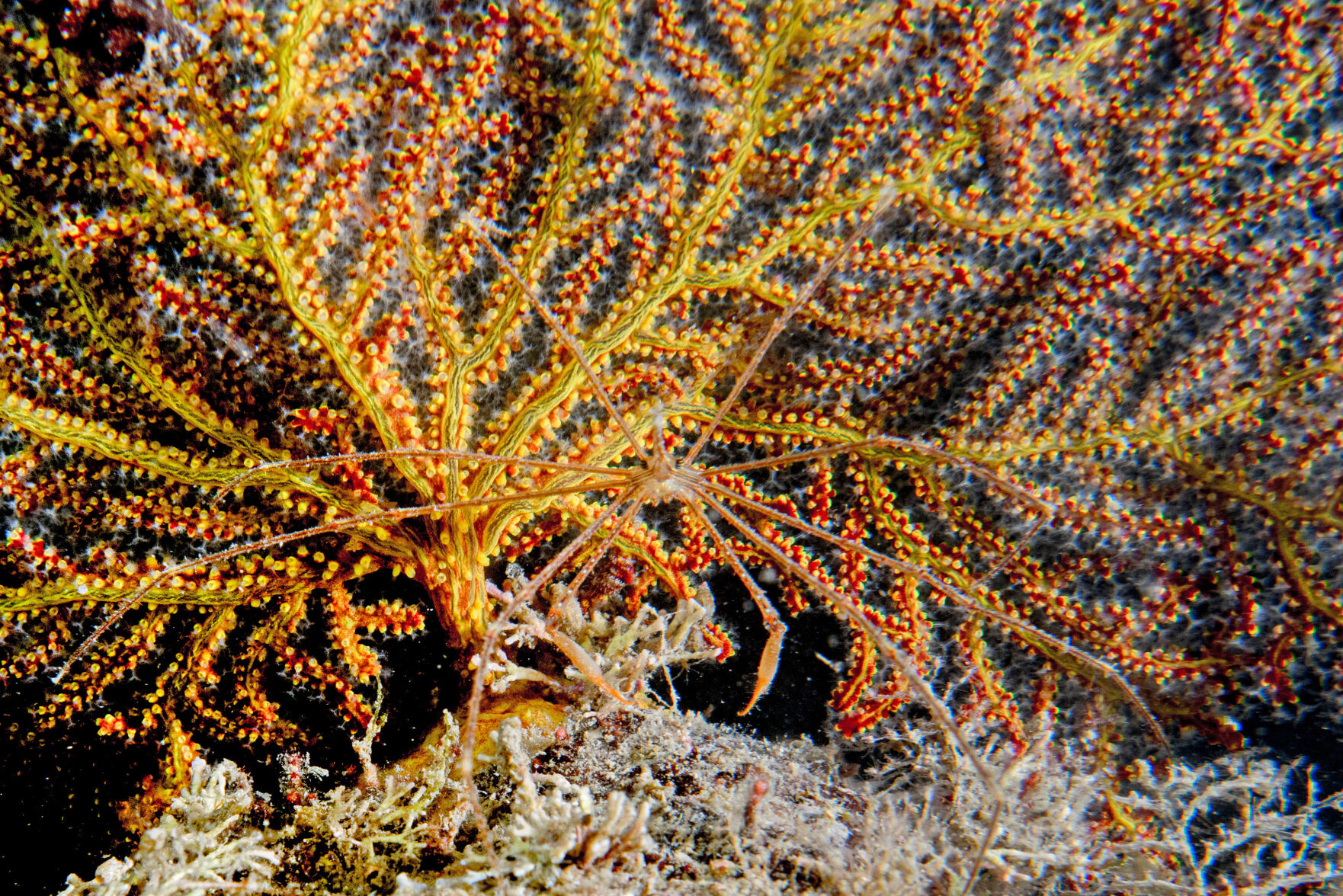 Night diving, Sea of Cortez, San Carlos